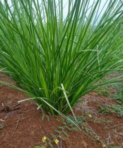 Cỏ Vetiver ( cỏ hương bài)