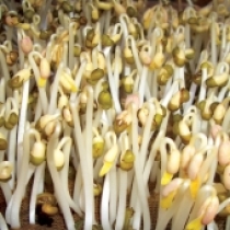 Hạt giống giá đậu xanh (100gr)