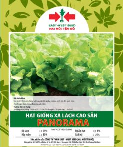 Hạt giống rau Xà lách