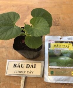 Hạt giống bầu dài (10 hạt)