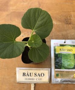 Hạt giống bầu sao (10 hạt)