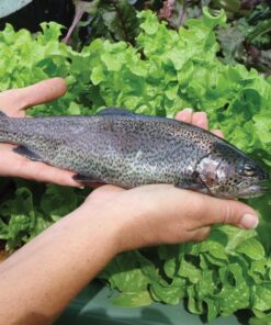 Dàn Aquaponic-Trồng rau nuôi cá